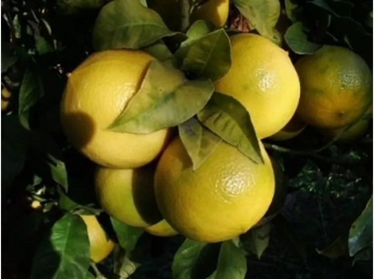 Frutto di Bergamotto