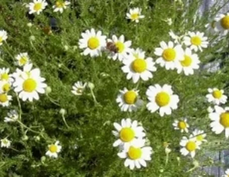 Foto della Camomilla romana