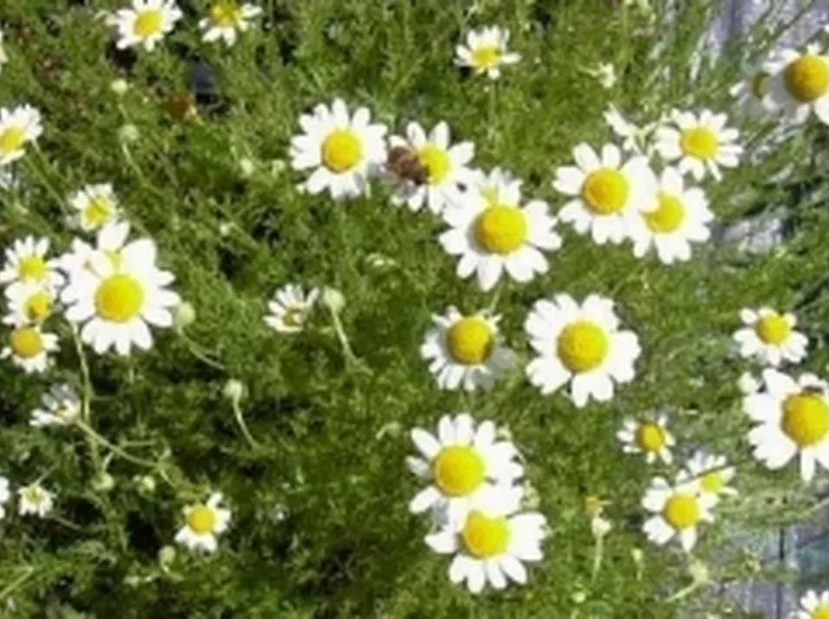 Foto della Camomilla romana