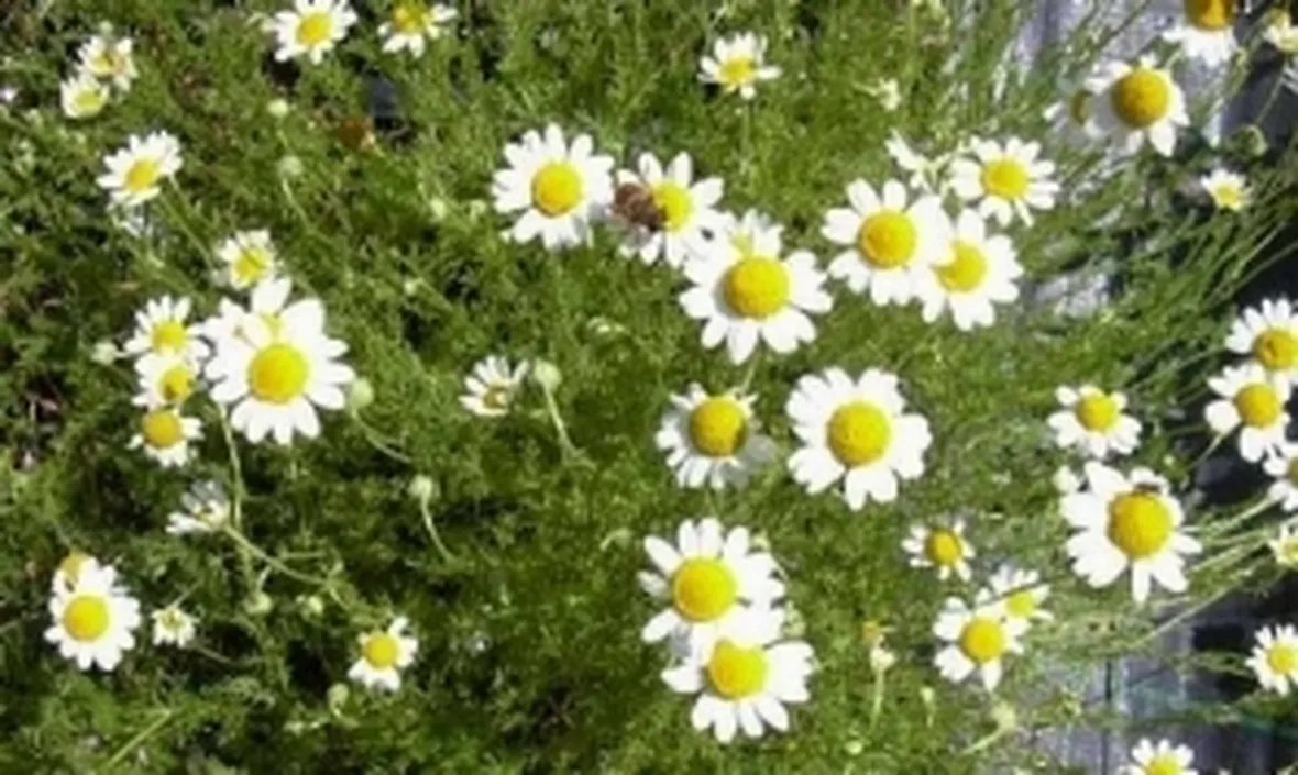 Foto della Camomilla romana