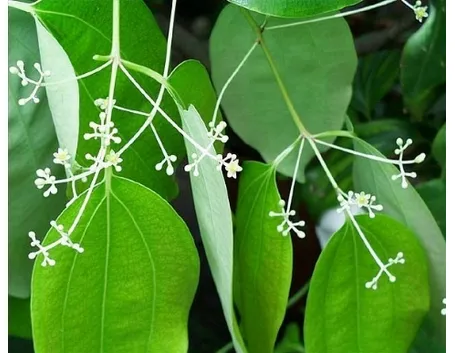 Cannella in fiore
