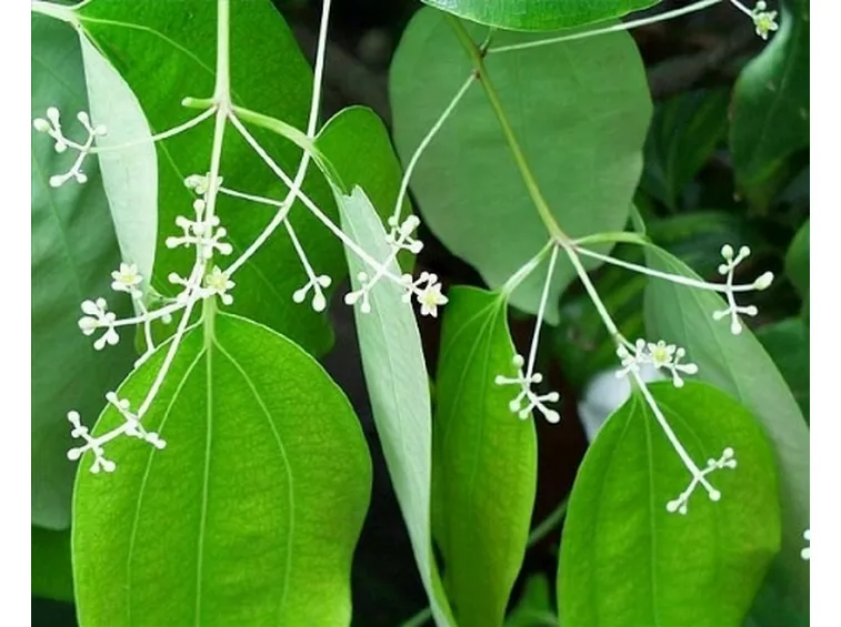 Cannella in fiore
