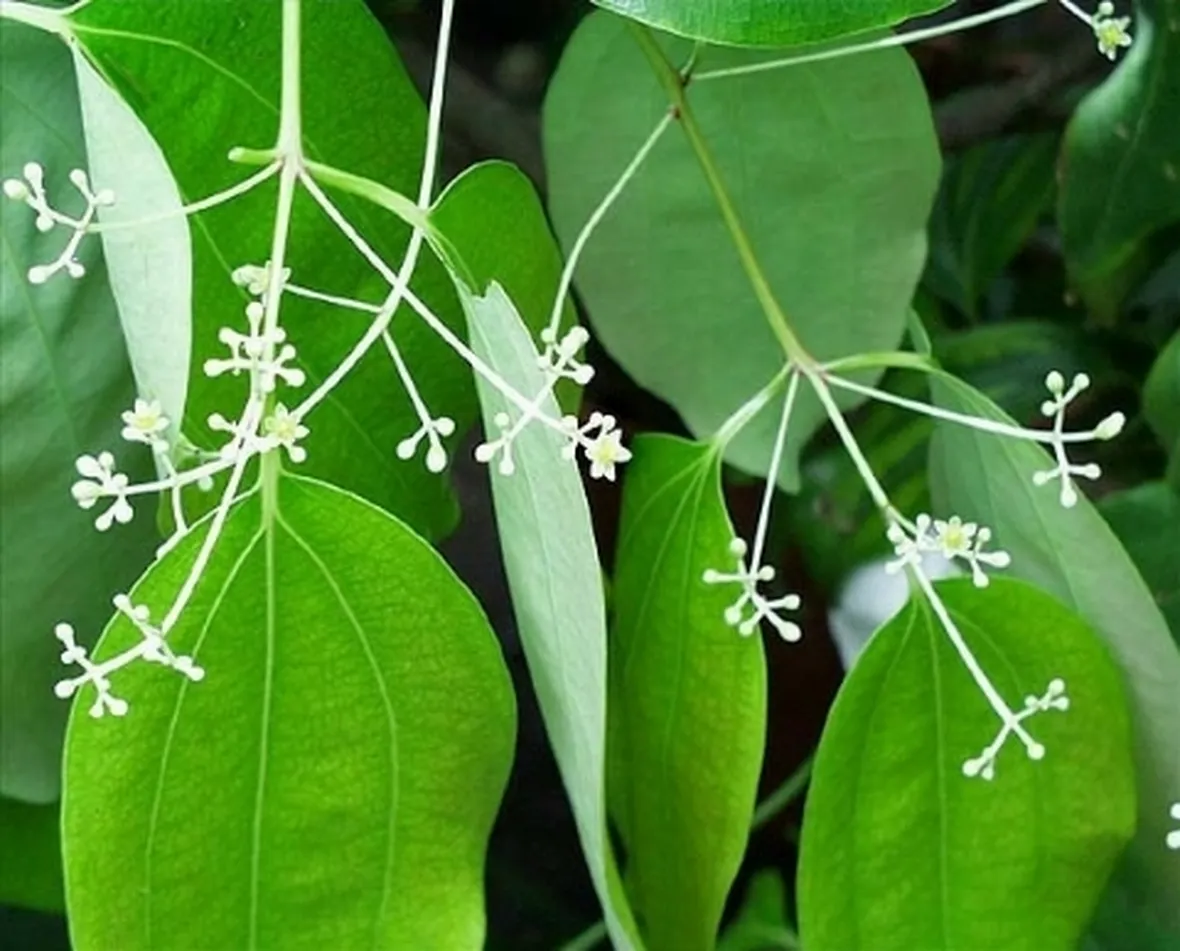 Cannella in fiore