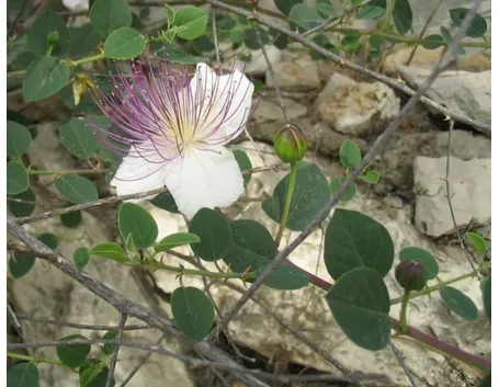 Pianta di Cappero