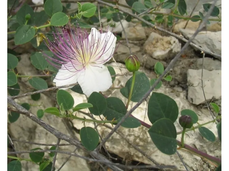 Pianta di Cappero