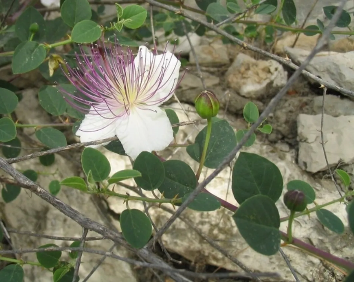 Pianta di Cappero