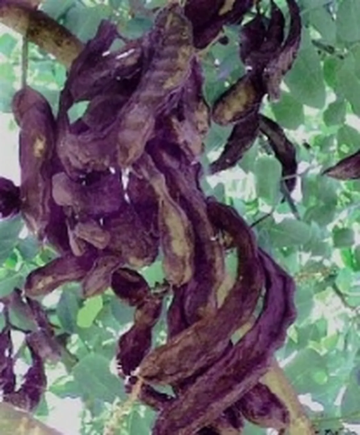Frutti di Carrubo