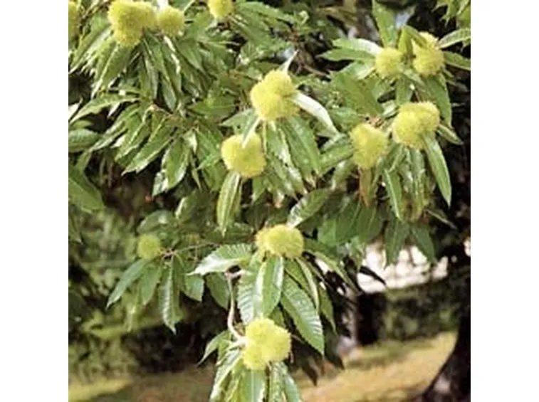 Ricci di Castagno