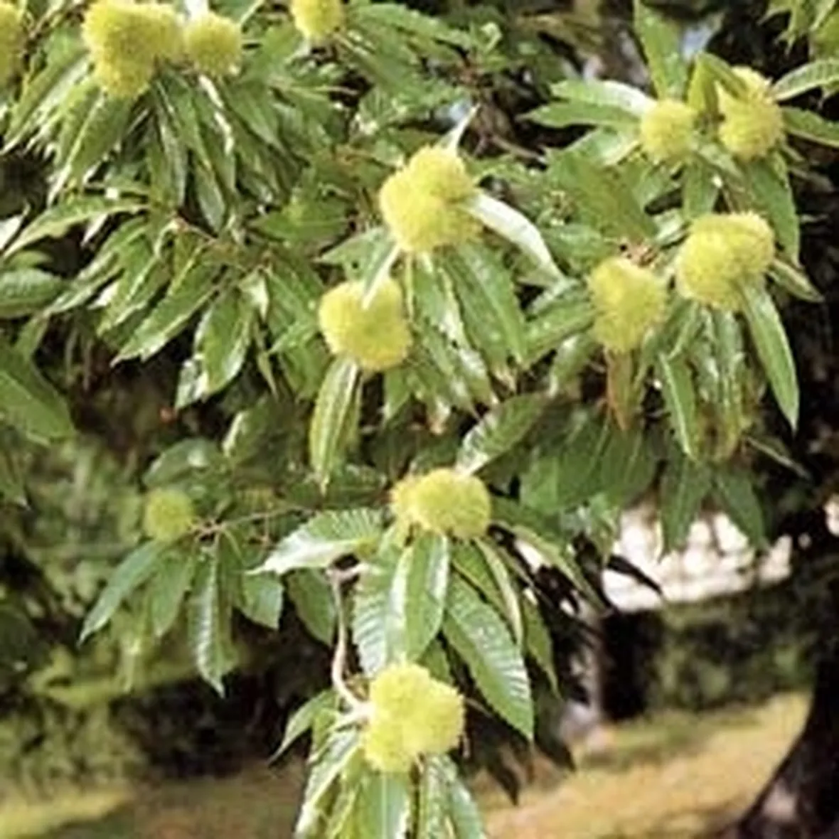Ricci di Castagno