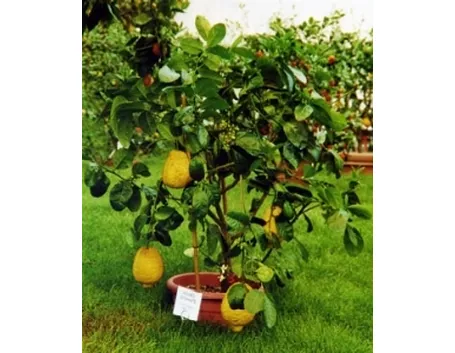 Pianta di Cedro in vaso