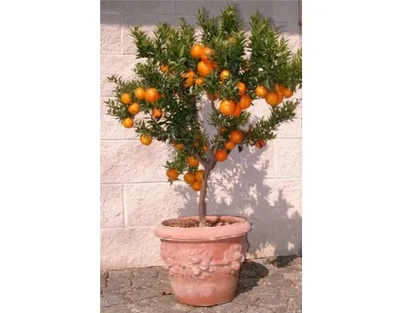 Pianta di Chinotto