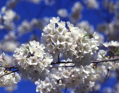 Ciliegio in fiore