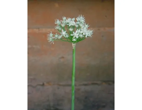 Foto di Alium cepa