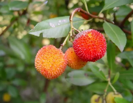 Frutti di Corbezzolo