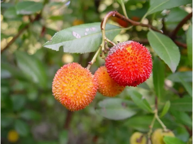 Frutti di Corbezzolo