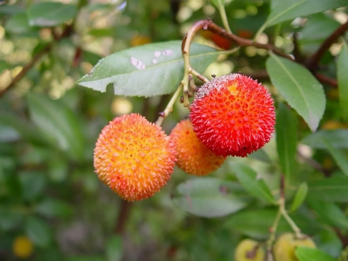 Frutti di Corbezzolo