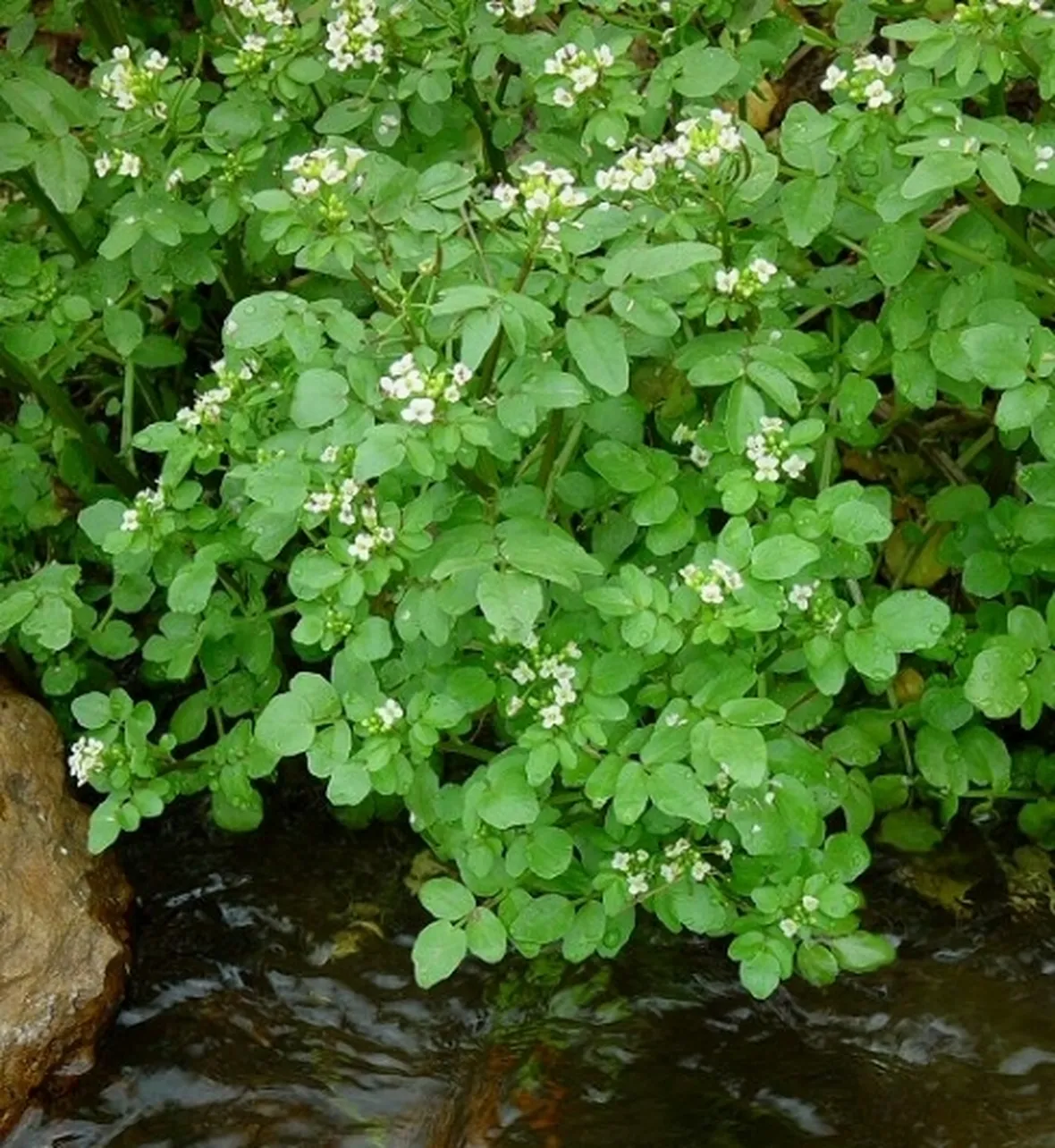 Foto del Crescione