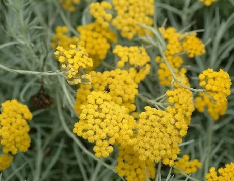 Elicriso fiori