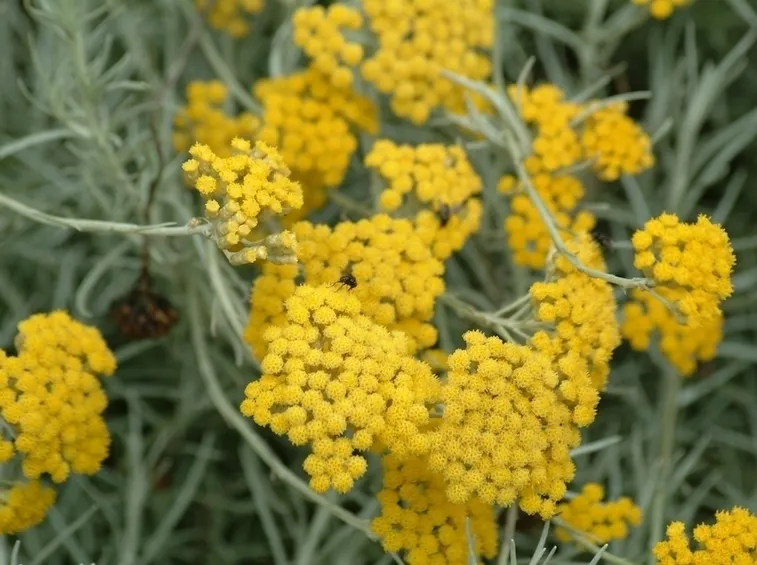 Elicriso fiori