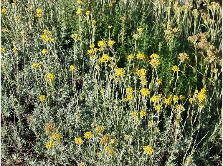 Helichrysum italicum