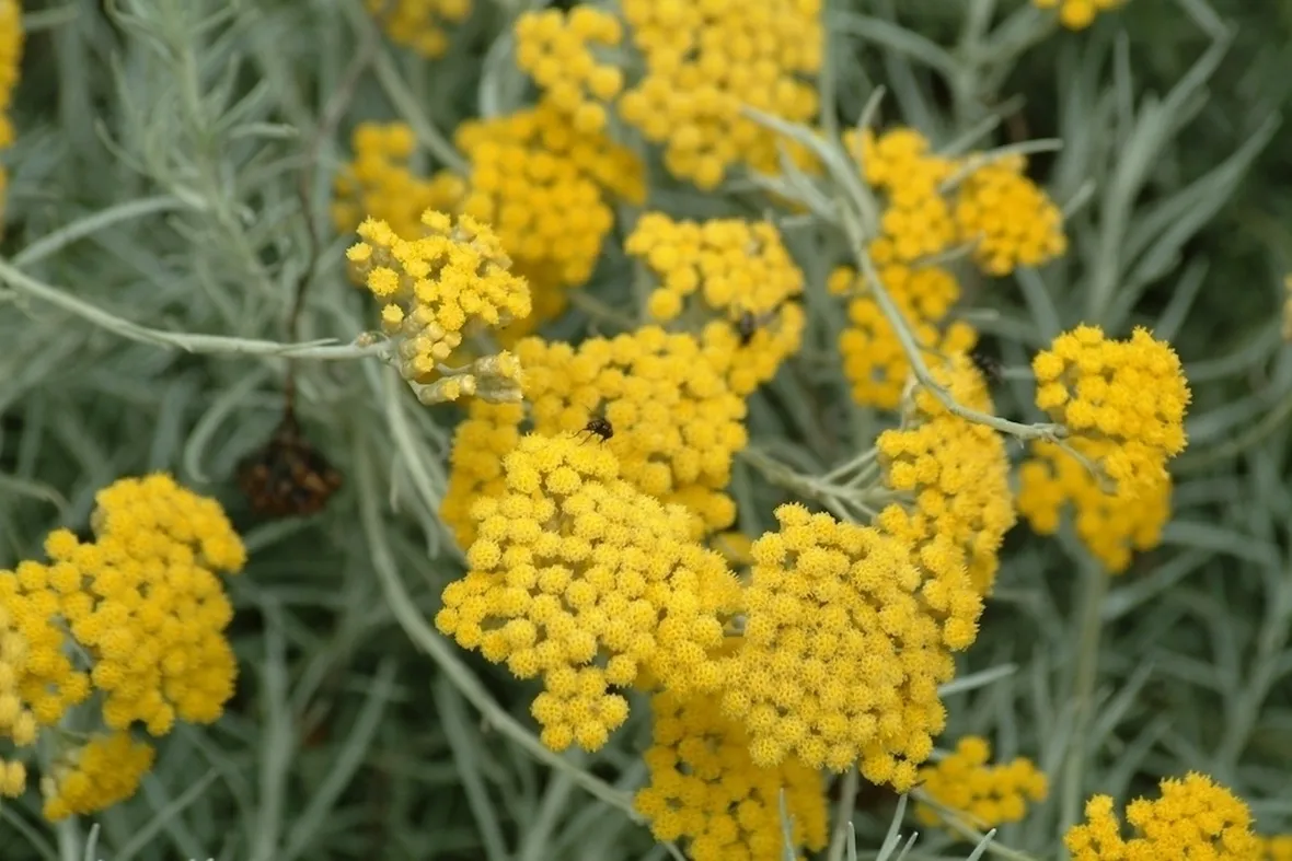Elicriso fiori
