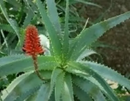aloearborescens