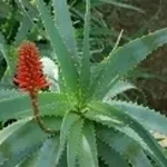 aloearborescens