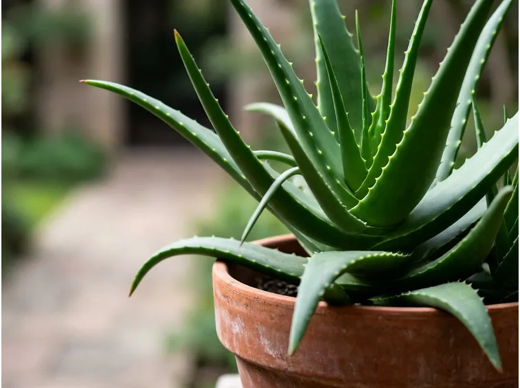 Aloe-arborescens2