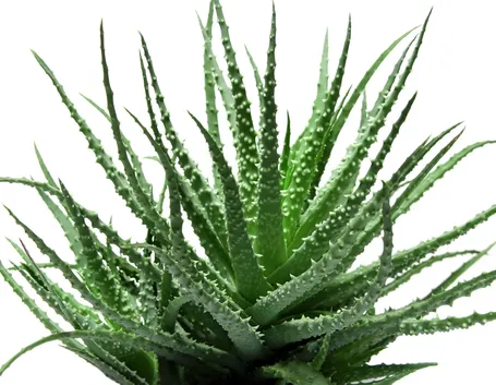 Pianta di Aloe barbadensis