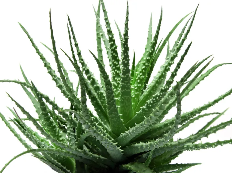 Pianta di Aloe barbadensis