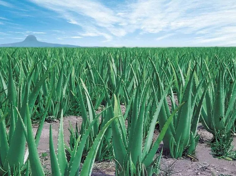 Distesa di piante di Aloe barbadensis