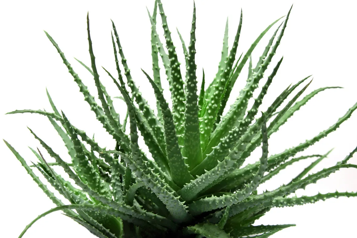 Pianta di Aloe barbadensis
