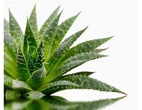 pianta di Aloe Vera