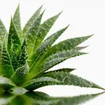 pianta di Aloe Vera