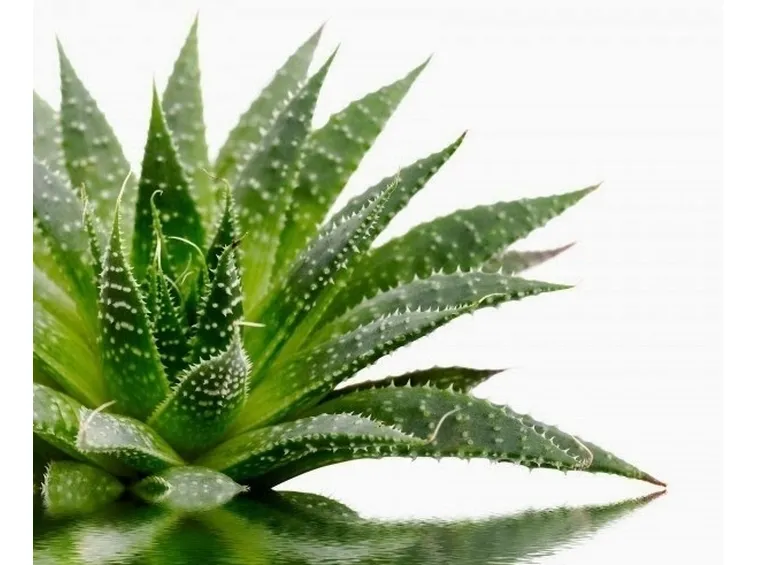 pianta di Aloe Vera