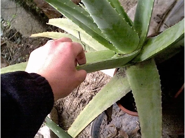 primo piano foglie di Aloe Vera