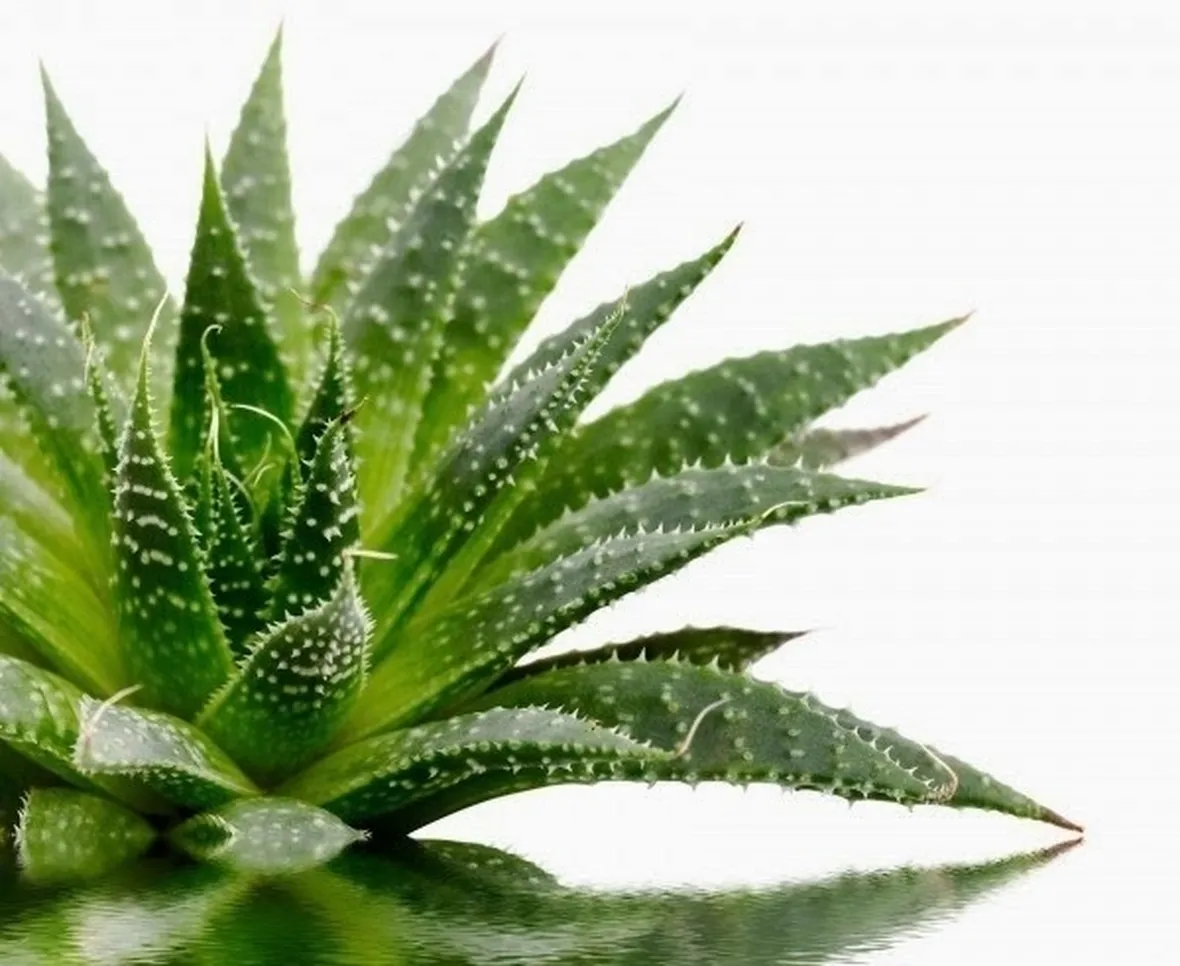 pianta di Aloe Vera
