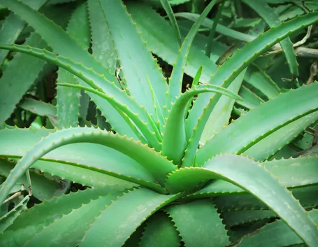 Pianta di Aloe vera