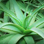 Pianta di Aloe vera