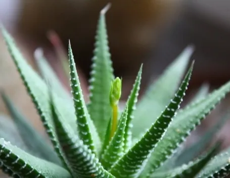 Pianta di Aloe Vera