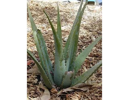 aloevera4-1_zpsda607daf