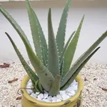 Aloe in vaso