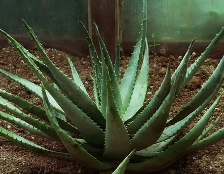 pianta di Aloe Ferox
