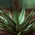 pianta di Aloe Ferox