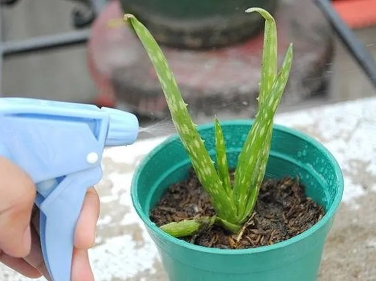 aloe in casa