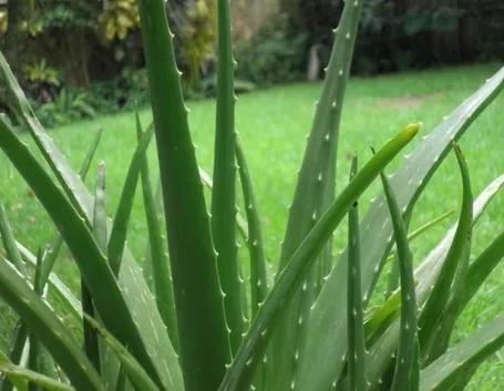 pianta di aloe