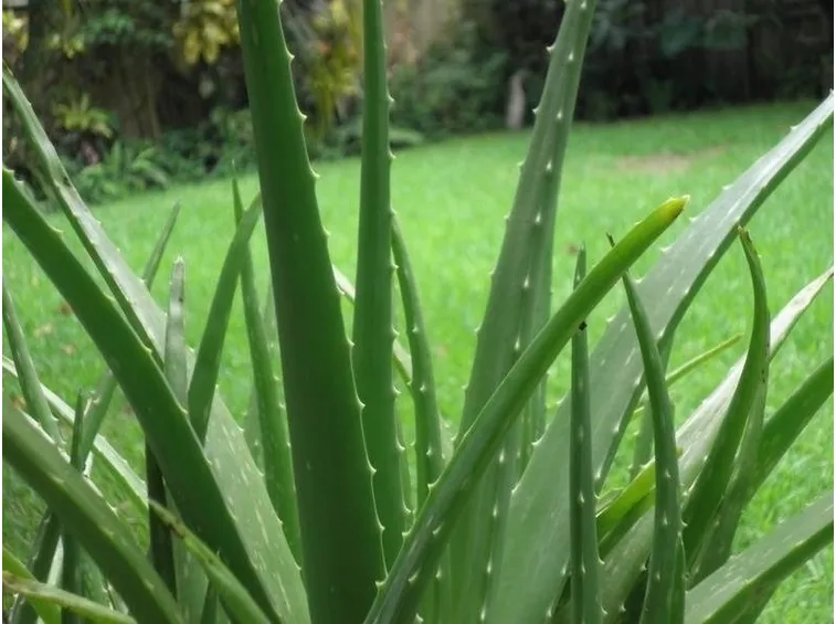 pianta di aloe