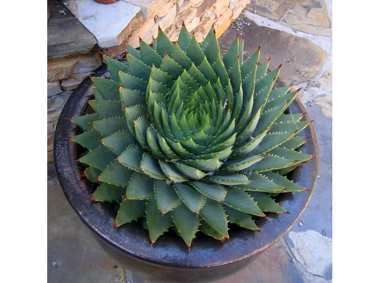 aloe particolare