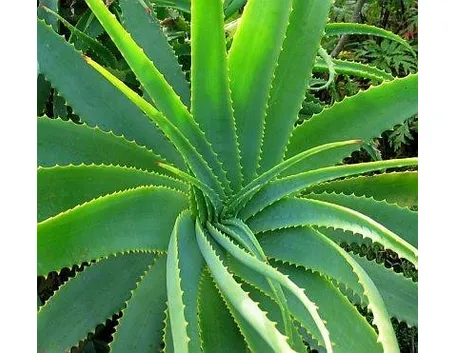 Aloe proprietà
