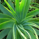 Aloe proprietà